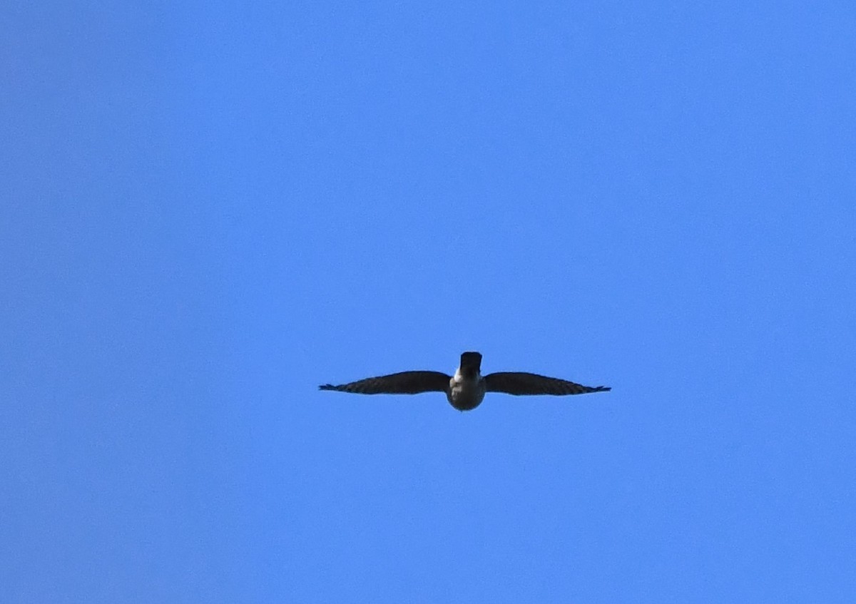 Sharp-shinned Hawk - ML151829981