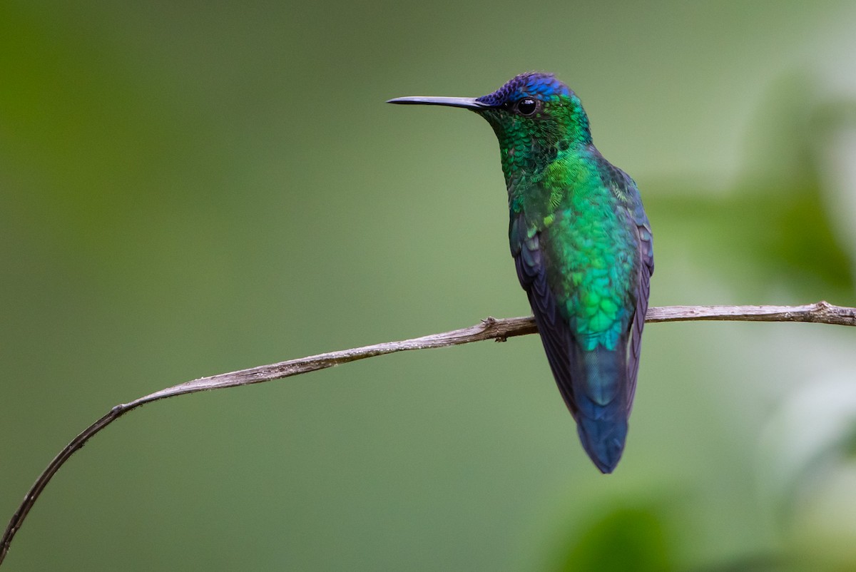 Violet-capped Woodnymph - ML151830241