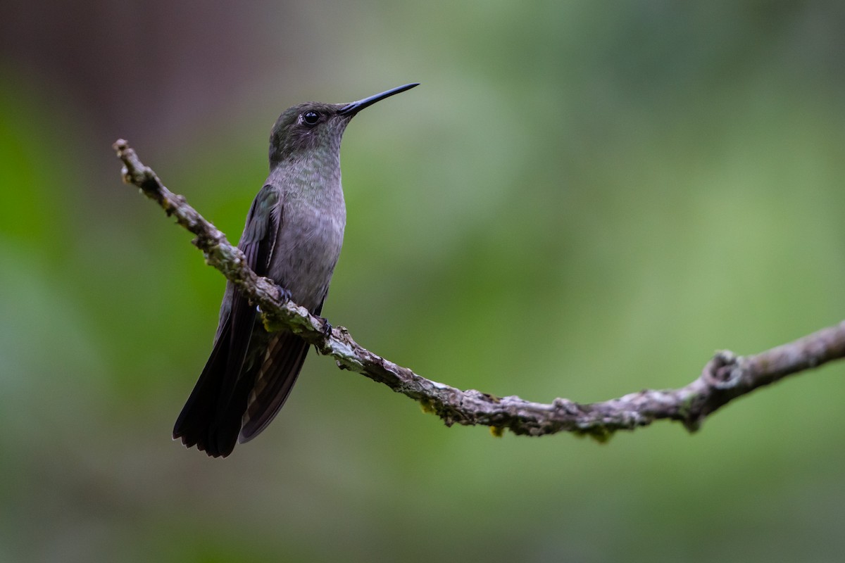 Sombre Hummingbird - ML151830361