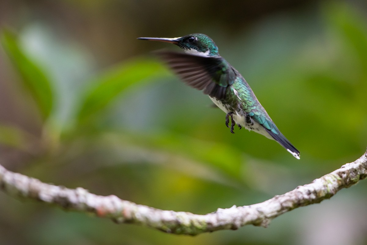 White-throated Hummingbird - ML151830391