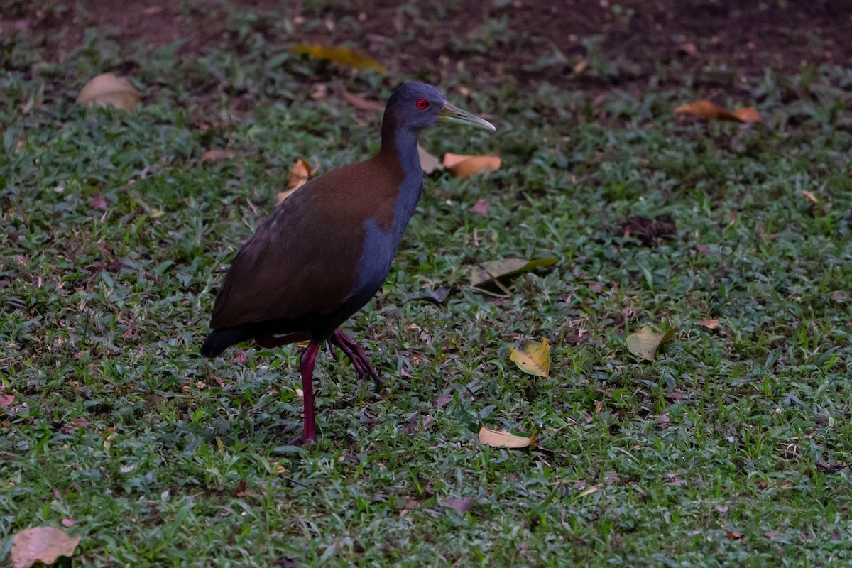 Slaty-breasted Wood-Rail - ML151830471