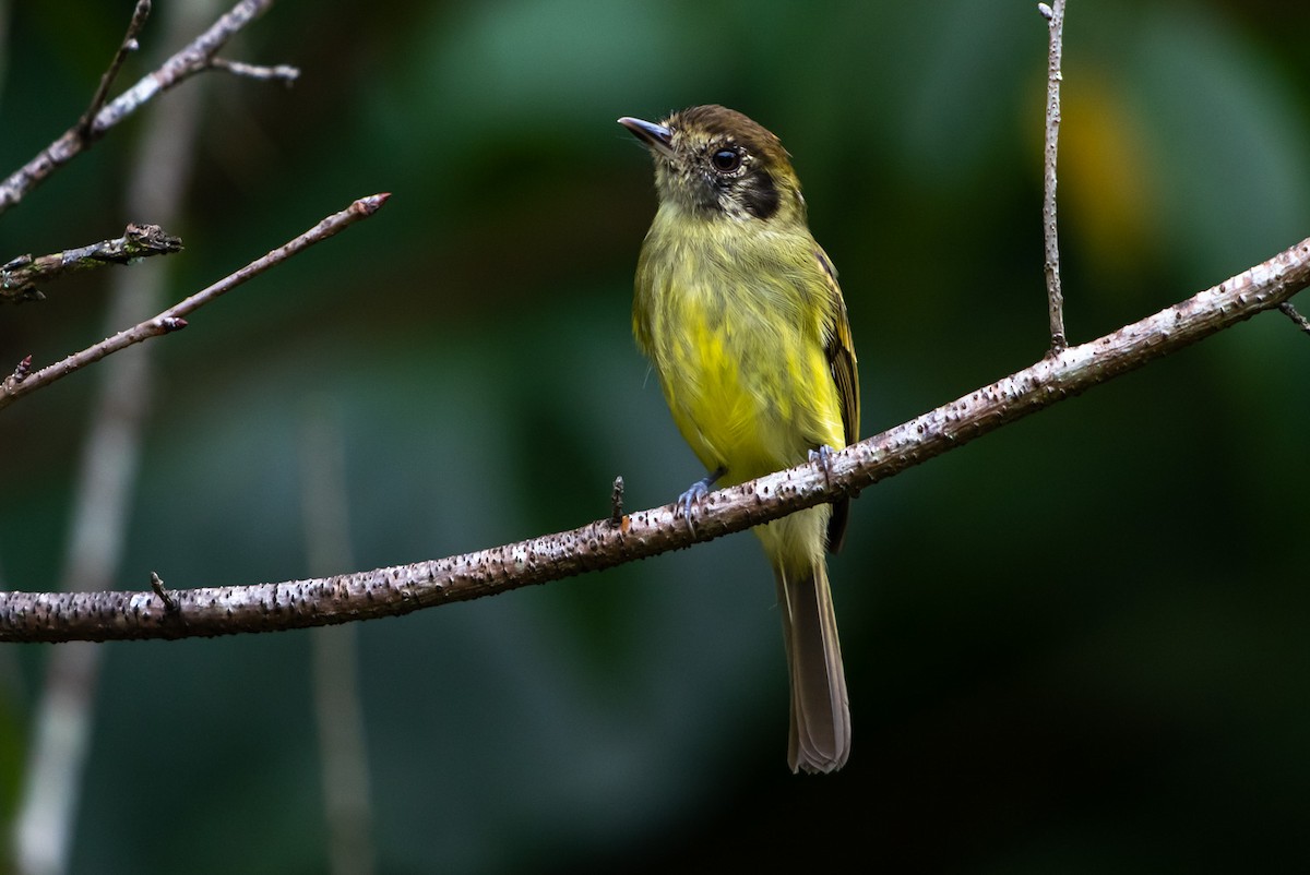 Sepia-capped Flycatcher - ML151830521