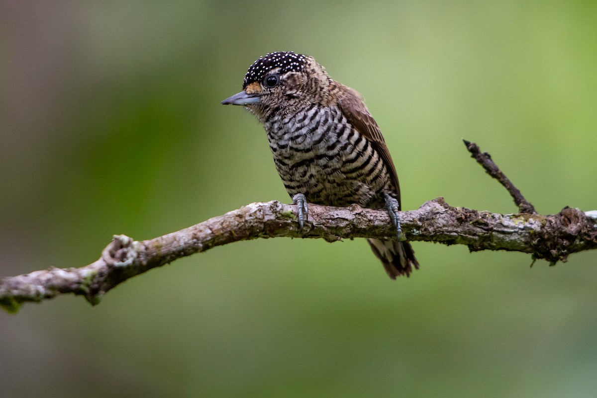 White-barred Piculet - ML151830711