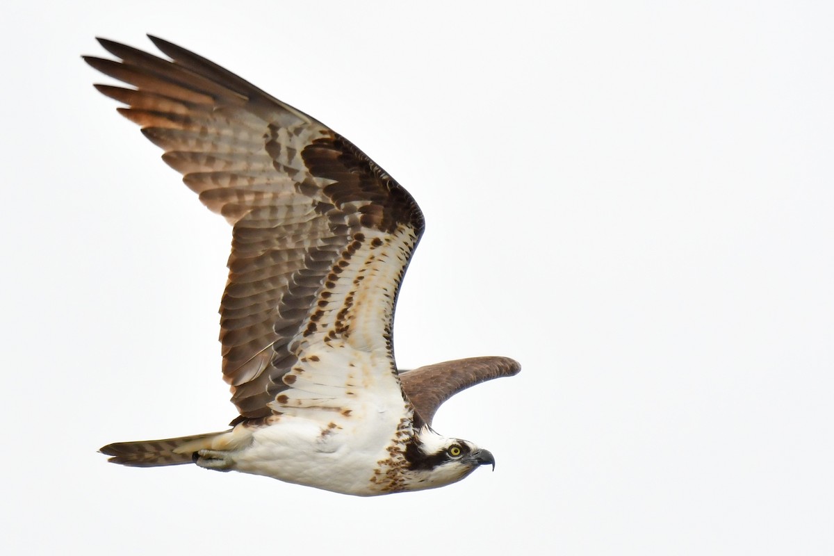 Osprey (carolinensis) - ML151832931