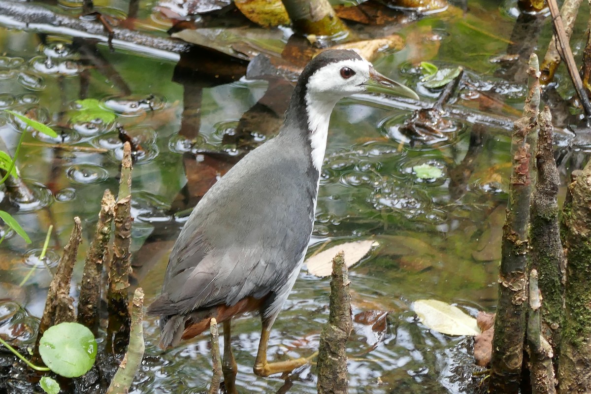 White-breasted Waterhen - ML151834641