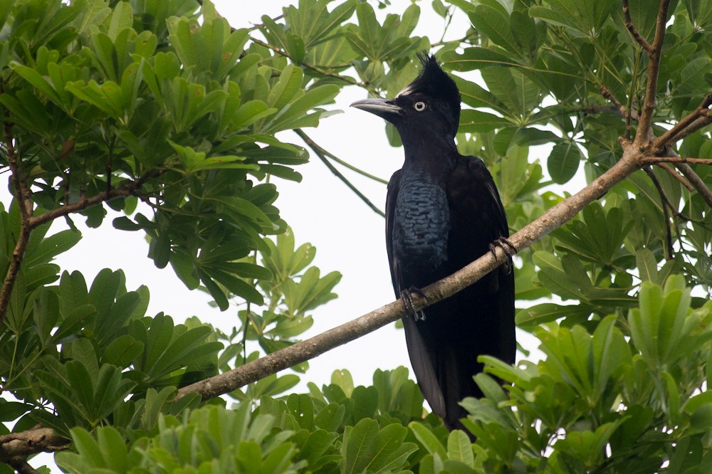 Amazonian Umbrellabird - Joao Quental JQuental
