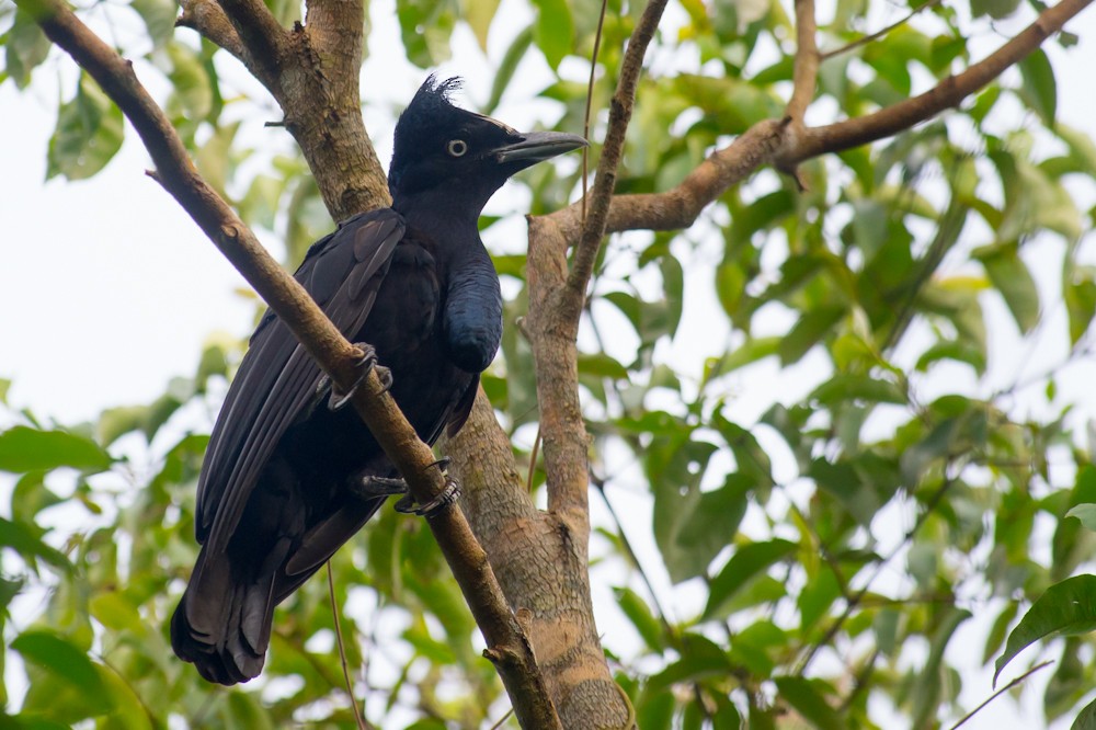Amazonian Umbrellabird - Joao Quental JQuental