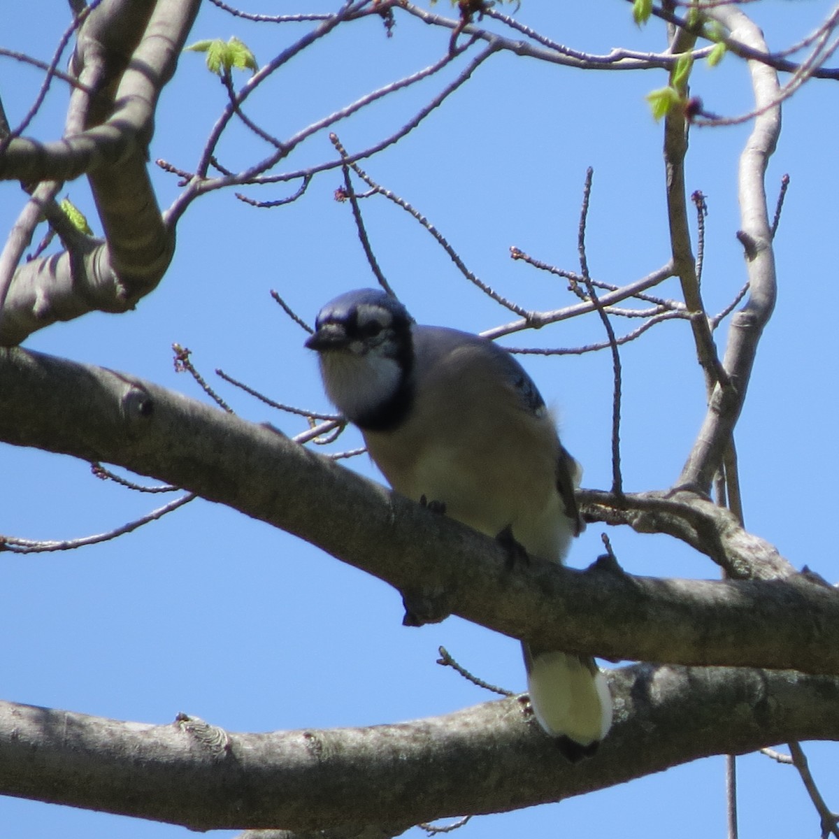 Blue Jay - Mayte Torres