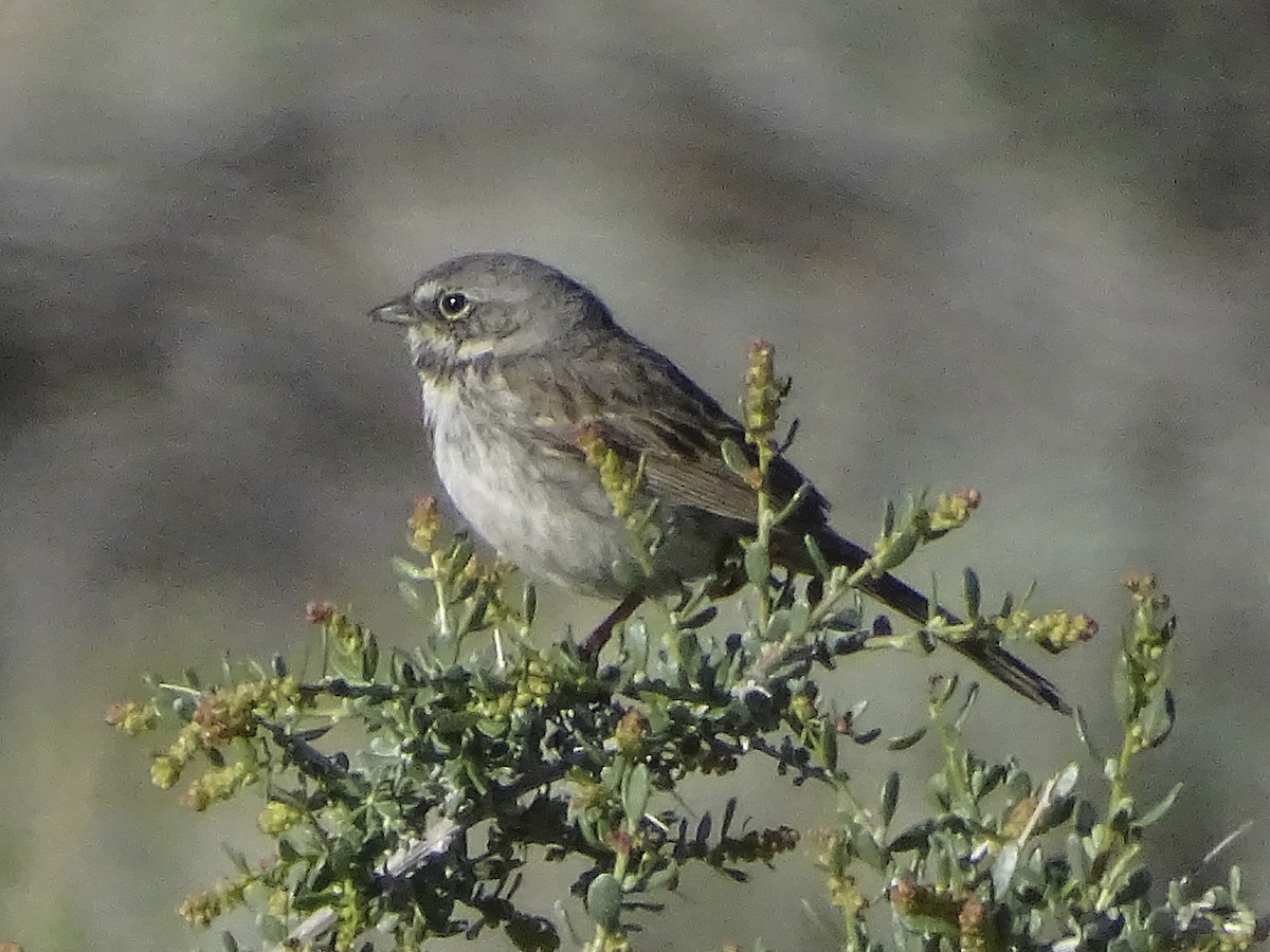 Sagebrush/Bell's Sparrow (Sage Sparrow) - Nancy Overholtz