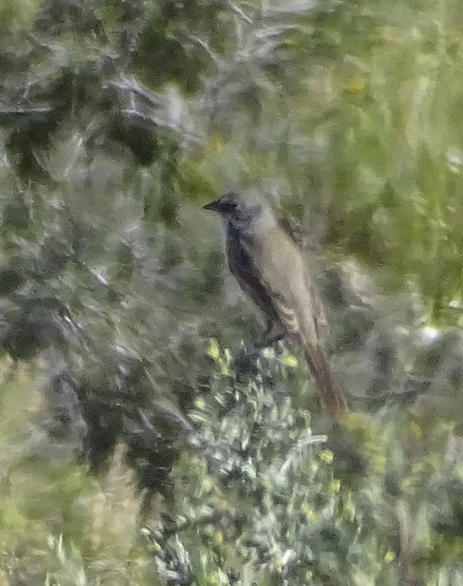 Sagebrush/Bell's Sparrow (Sage Sparrow) - Nancy Overholtz