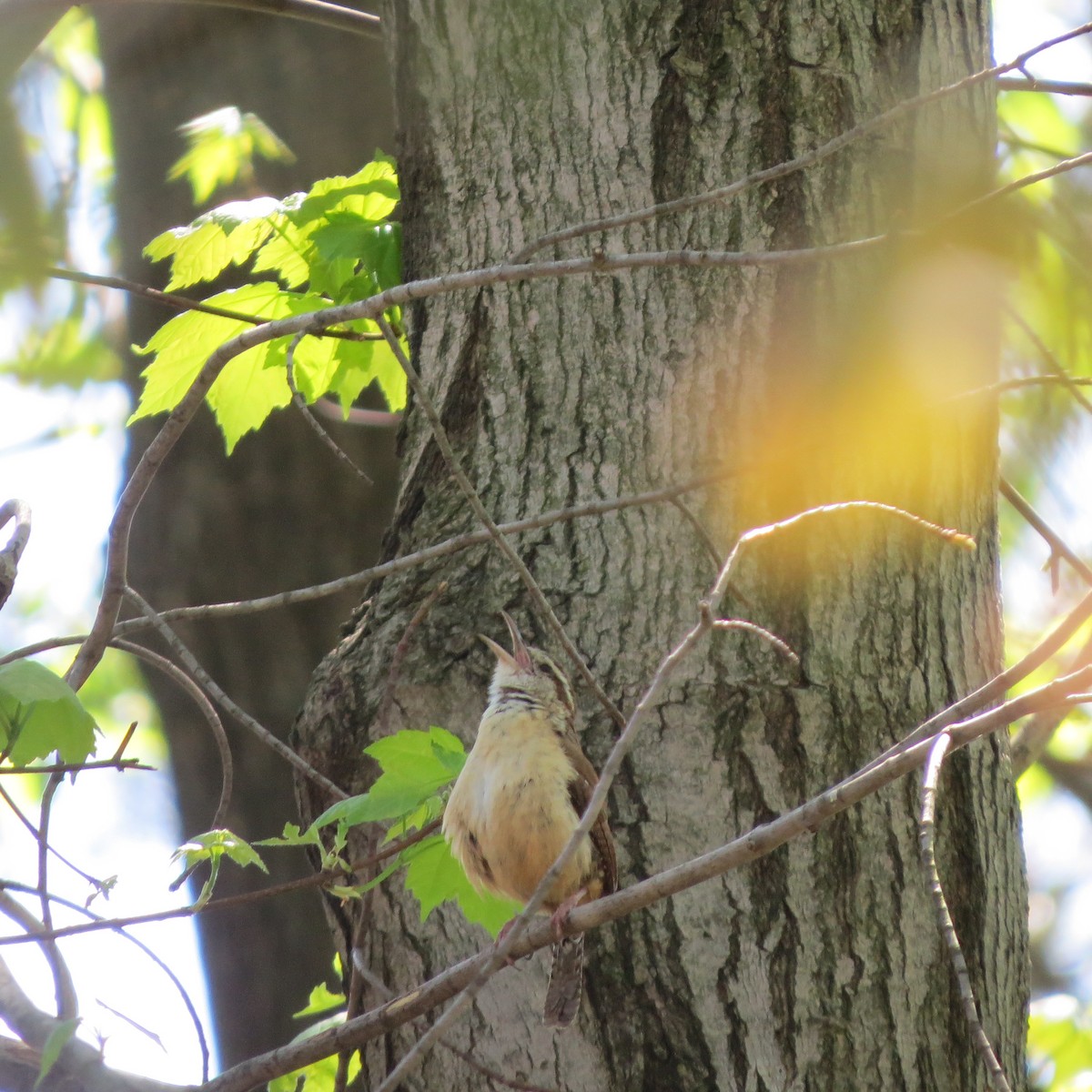 Carolina Wren - ML151836051