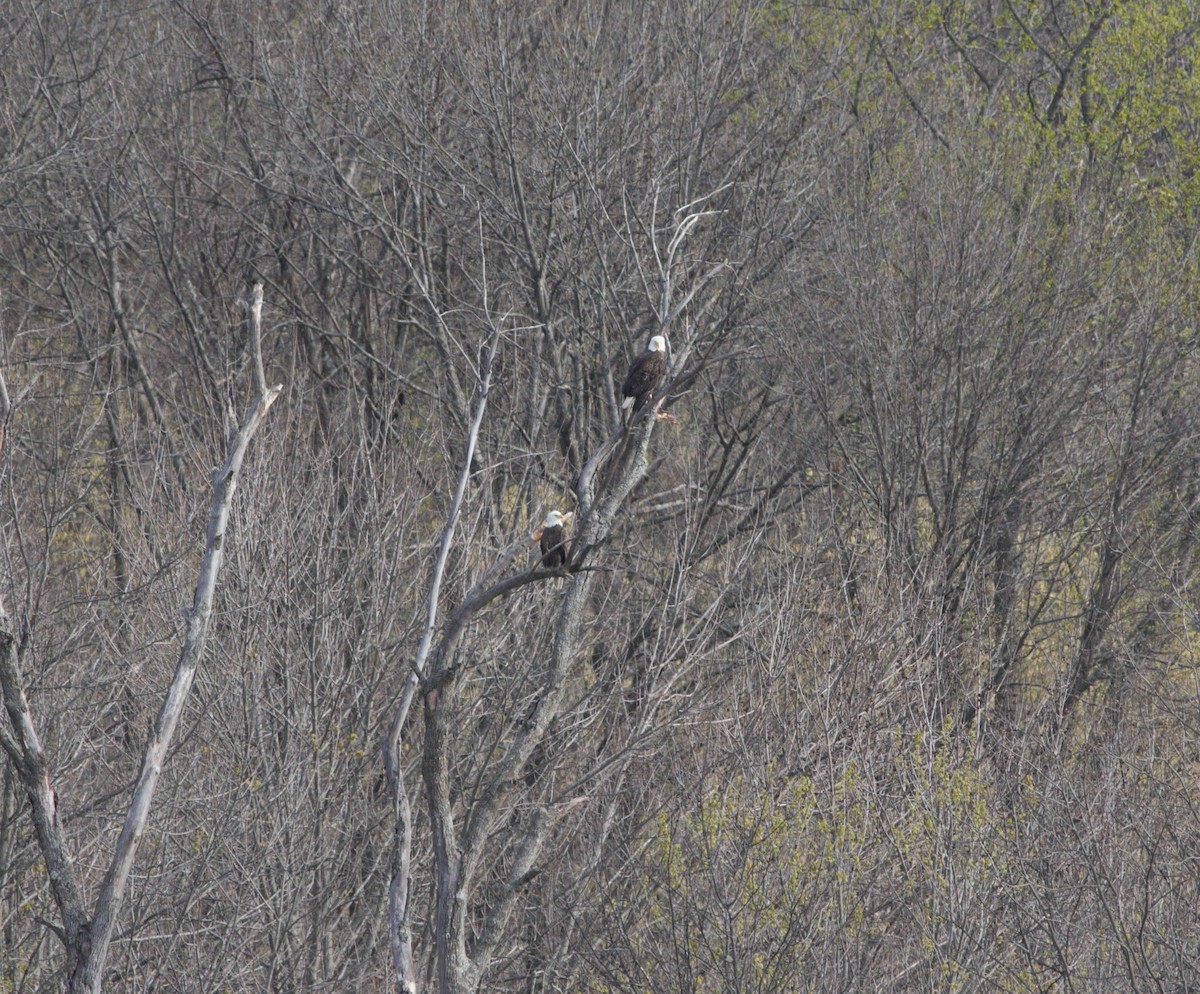 Bald Eagle - ML151836321