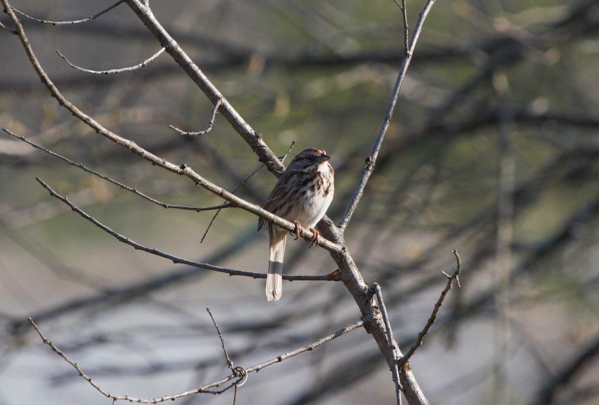 Song Sparrow - ML151836621