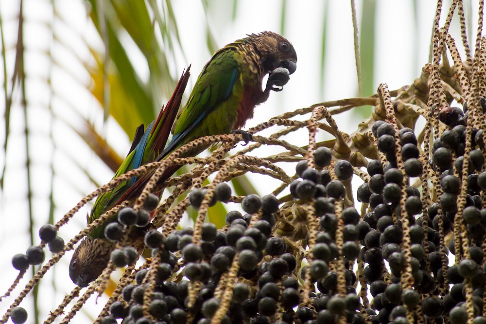 Conure de Hellmayr - ML151836781