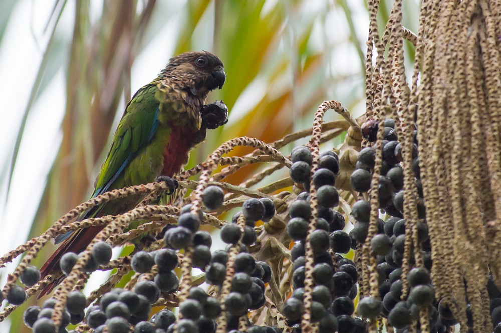 Santarem Parakeet - ML151836791