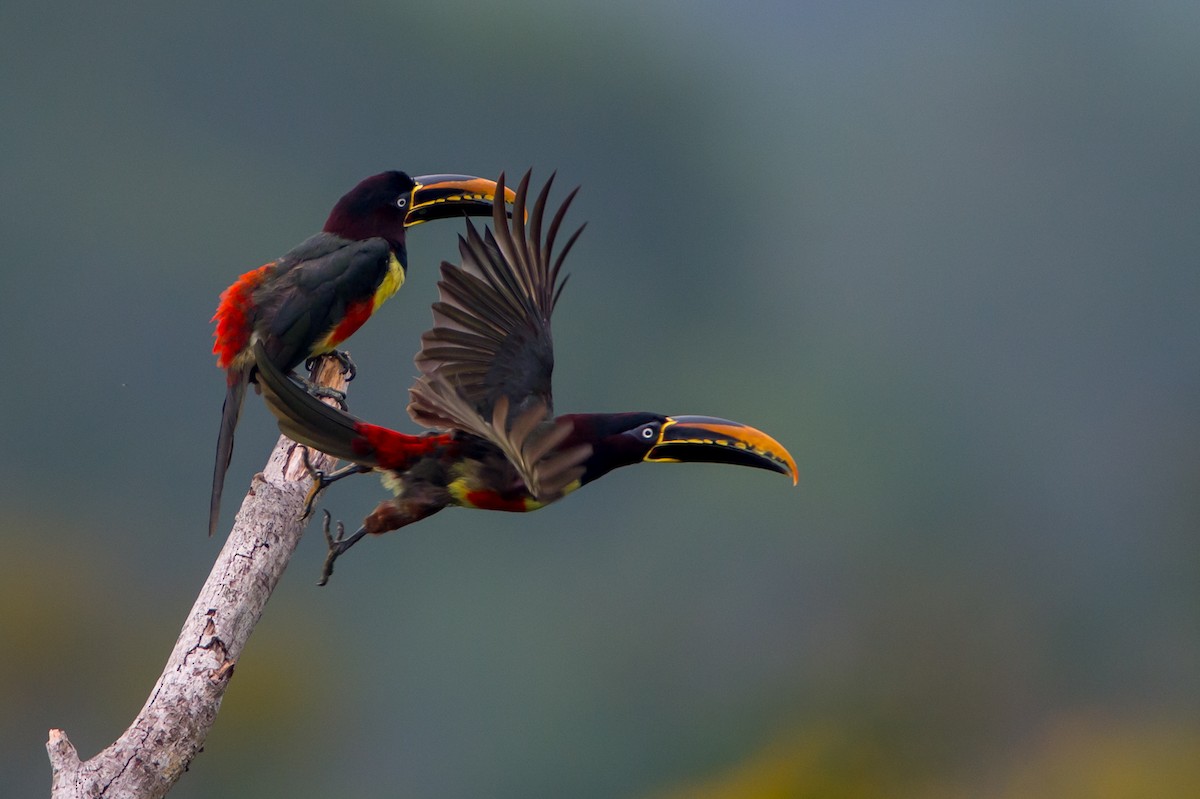 Chestnut-eared Aracari - ML151836861