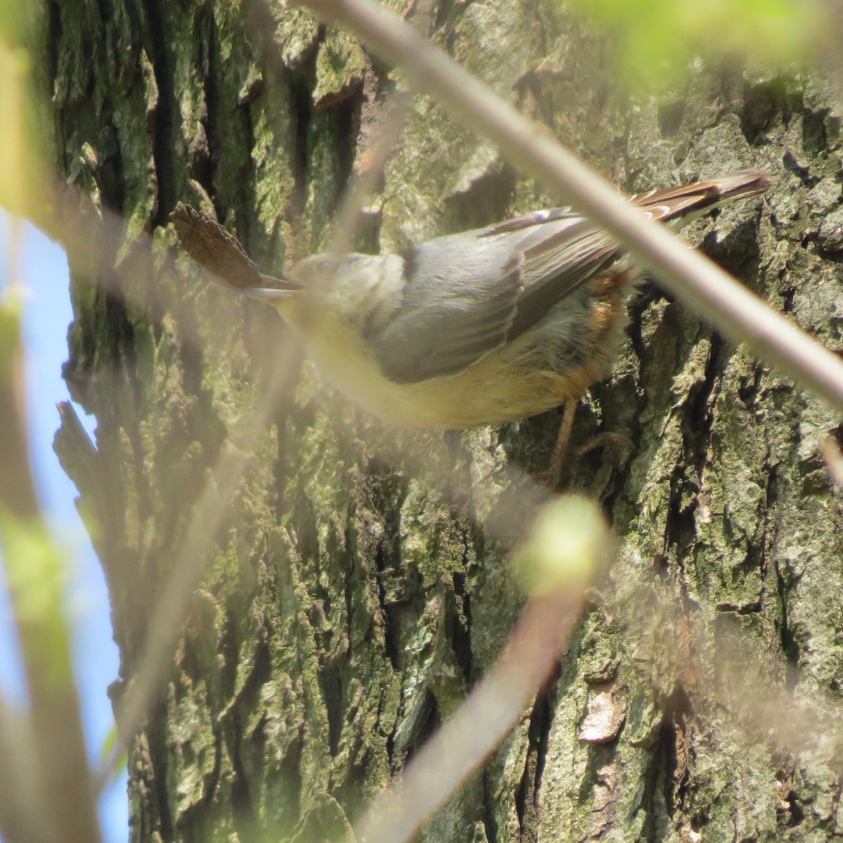 White-breasted Nuthatch - ML151836911