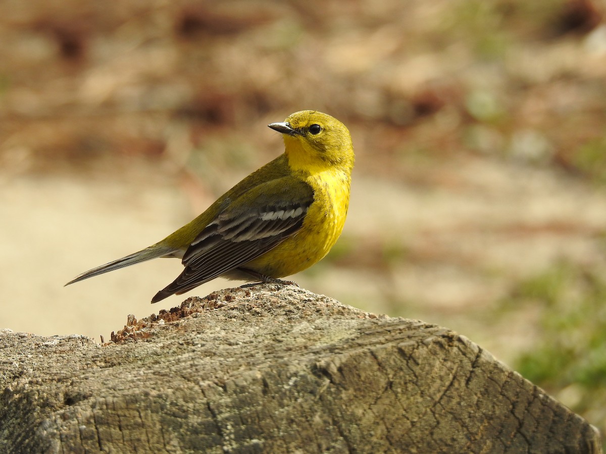 Pine Warbler - ML151838261