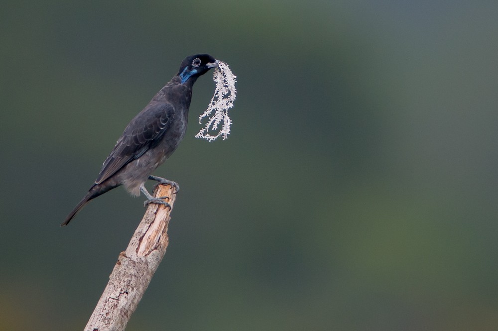 Bare-necked Fruitcrow - ML151838871