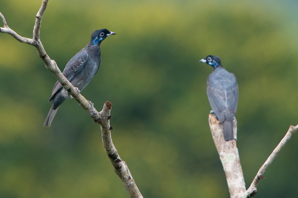 Bare-necked Fruitcrow - ML151838881