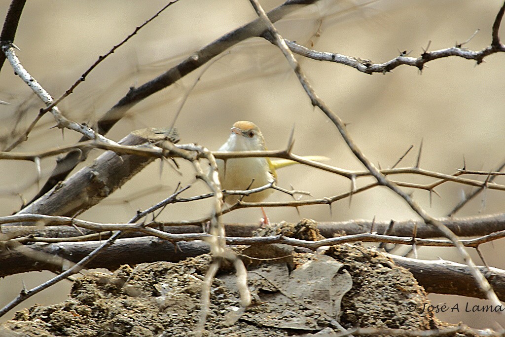 Common Tailorbird - ML151840351