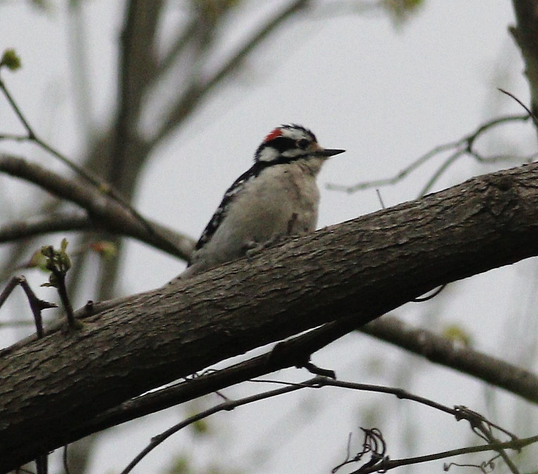 Downy Woodpecker (Eastern) - Becky Lutz