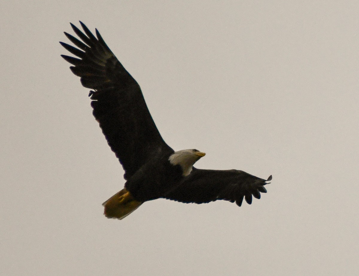 Bald Eagle - ML151841651