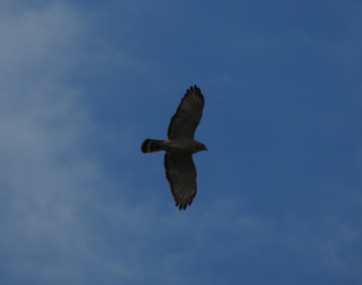 Broad-winged Hawk - ML151841671