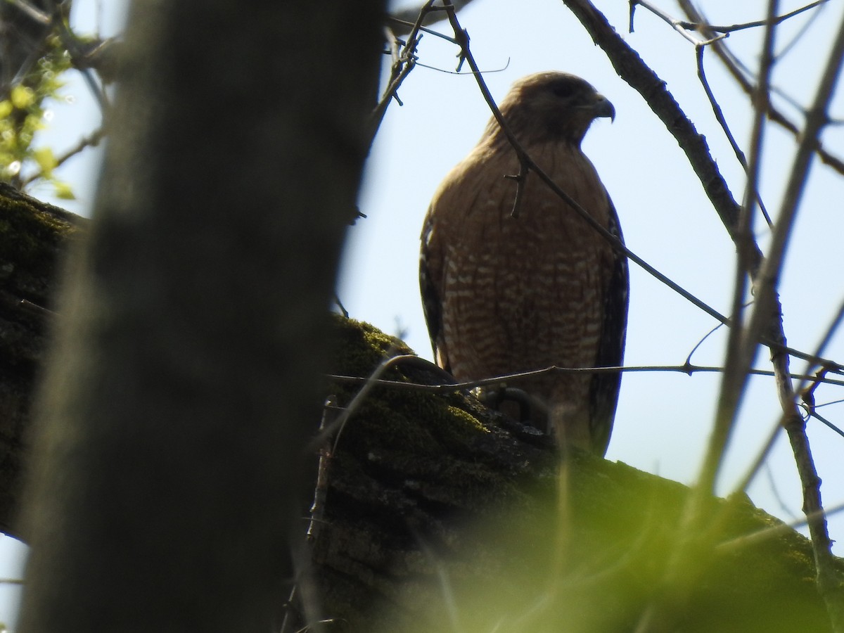 Red-shouldered Hawk - ML151842331