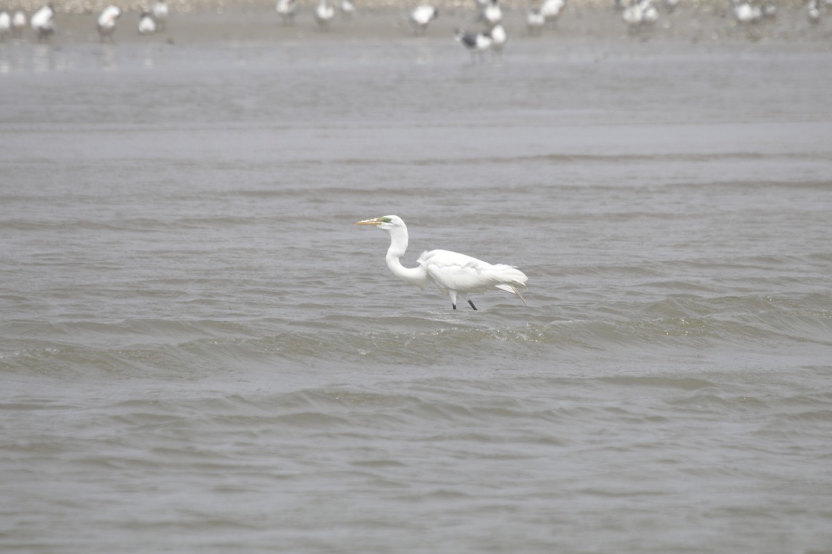 Great Egret - ML151842411