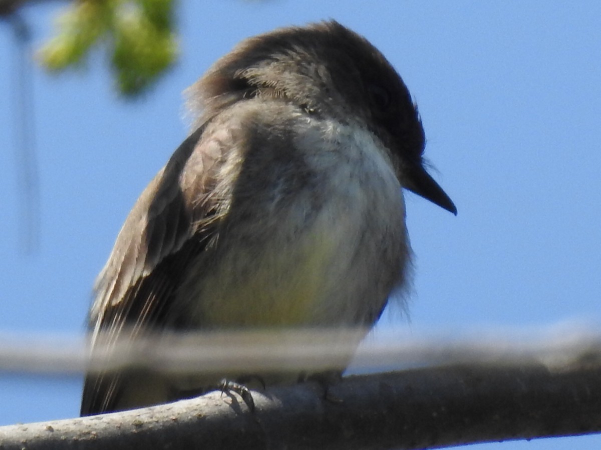Eastern Phoebe - Mike Thelen