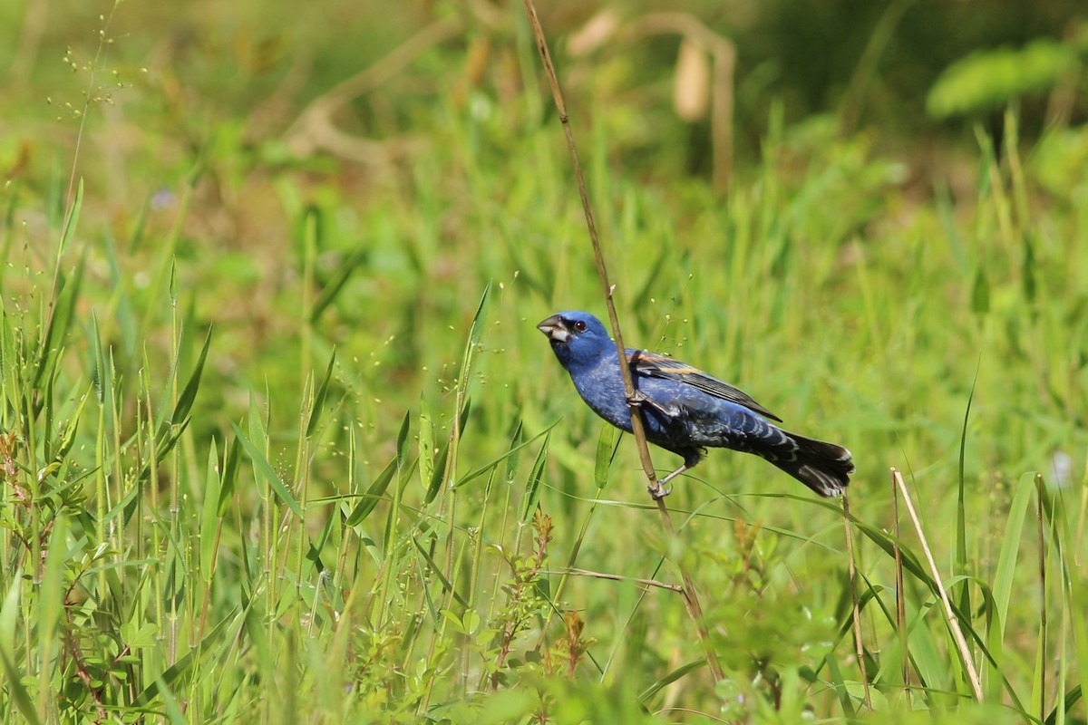 Blue Grosbeak - ML151842911