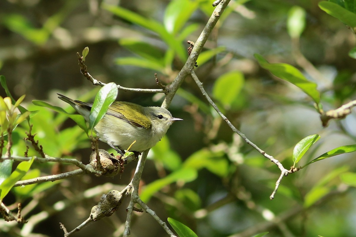 Tennessee Warbler - ML151842931