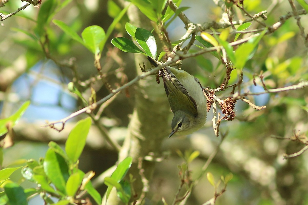 Tennessee Warbler - Oscar Johnson