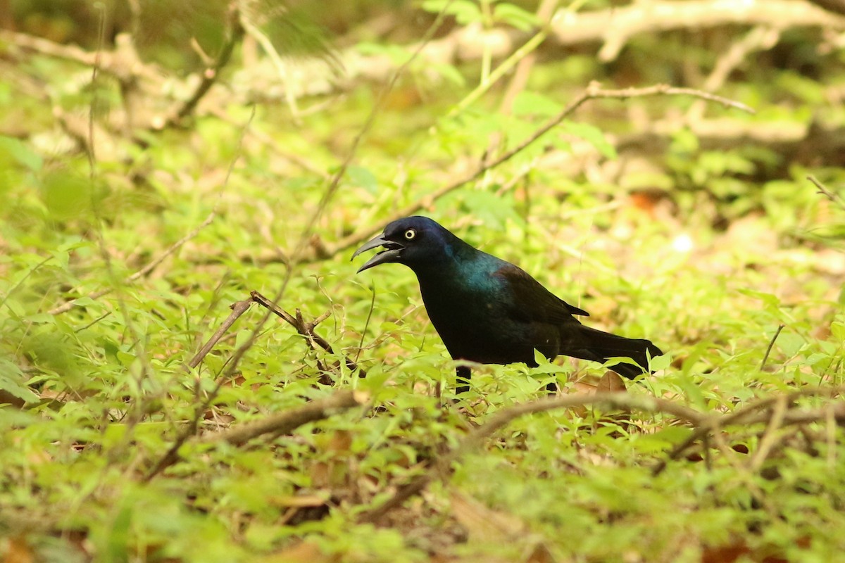 Common Grackle - ML151843111