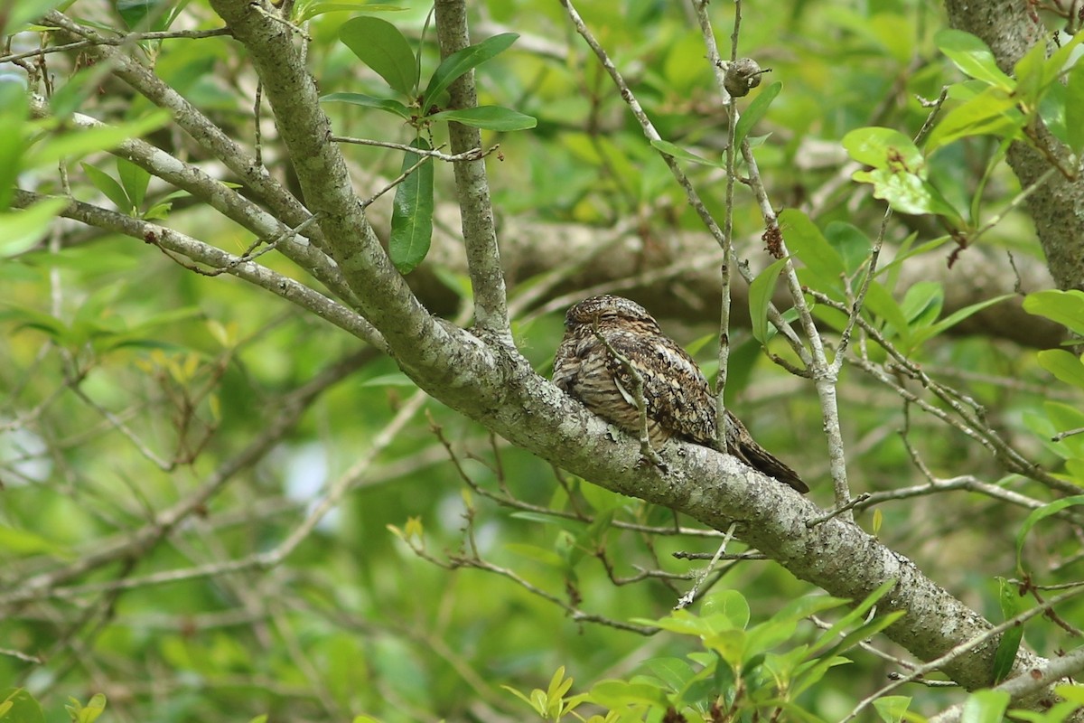 Lesser Nighthawk - ML151843201