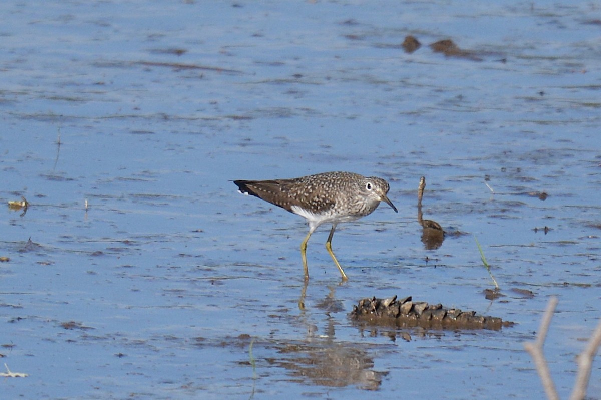 Solitary Sandpiper - Jay Wherley