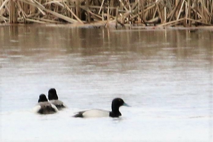 Greater Scaup - ML151848811