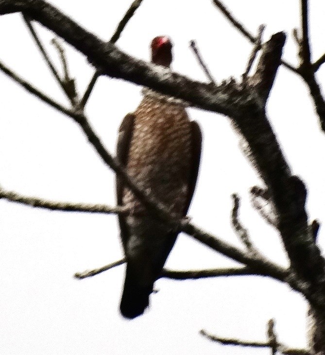 Scaled Pigeon - ML151849371