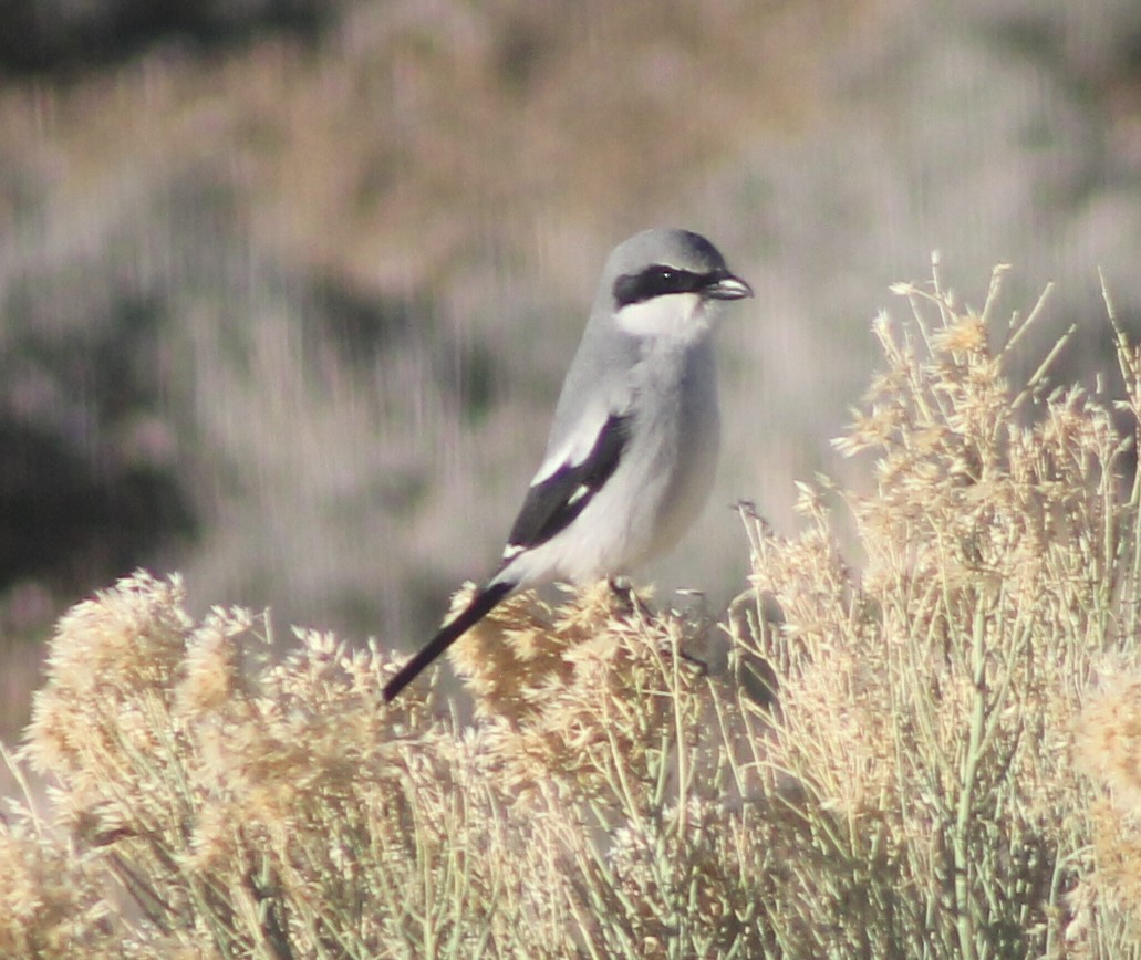 Alcaudón Americano - ML151849601