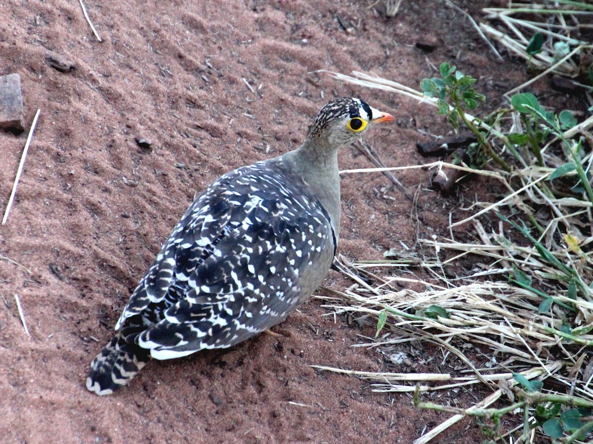 Double-banded Sandgrouse - ML151849801