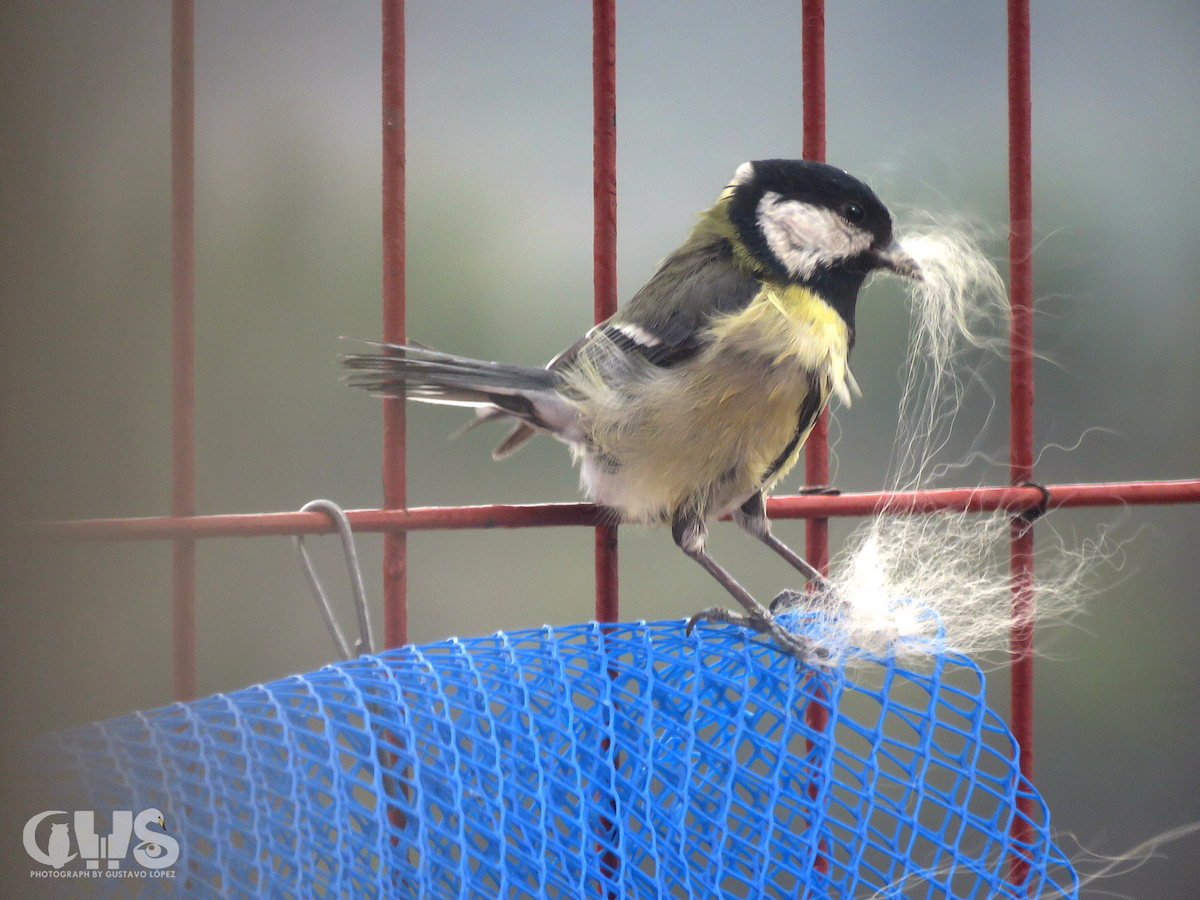 Mésange charbonnière - ML151851731