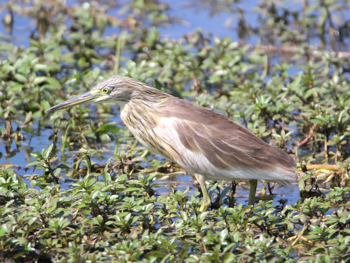 Squacco Heron - ML151851851