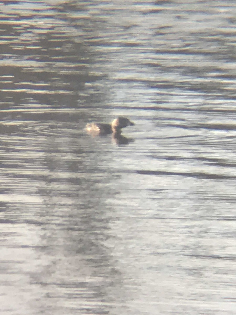 Pied-billed Grebe - ML151851861