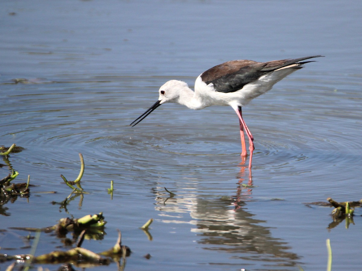 Black-winged Stilt - ML151852611
