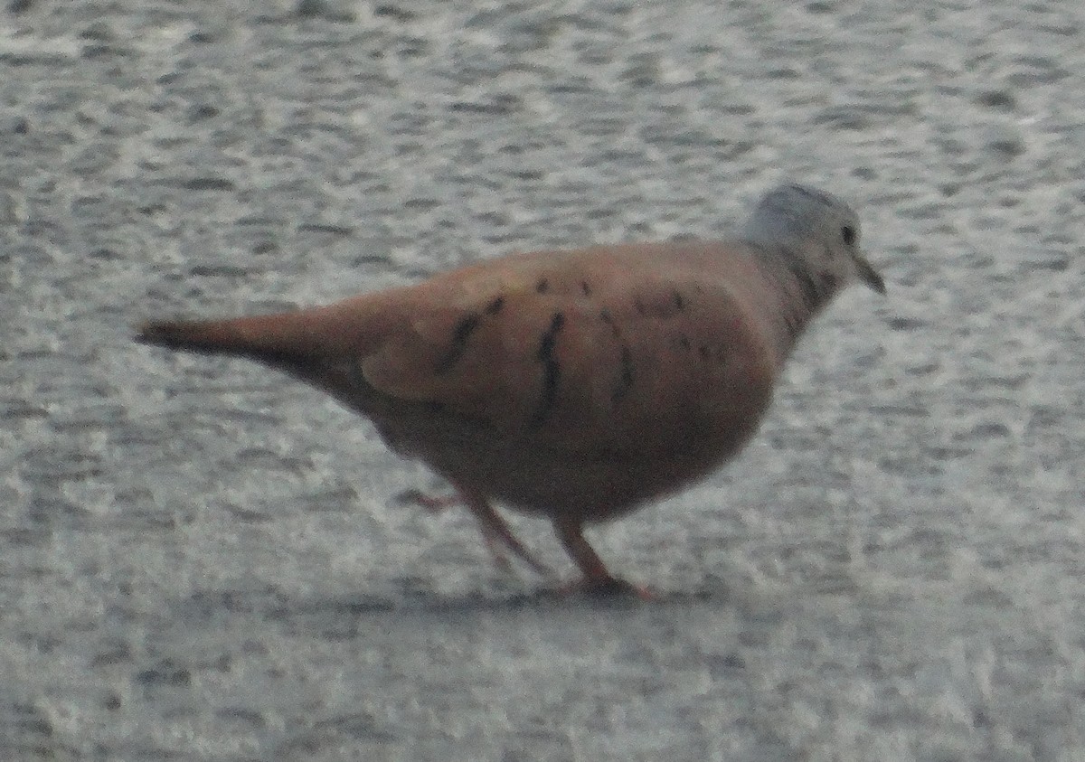 Ruddy Ground Dove - David StClair
