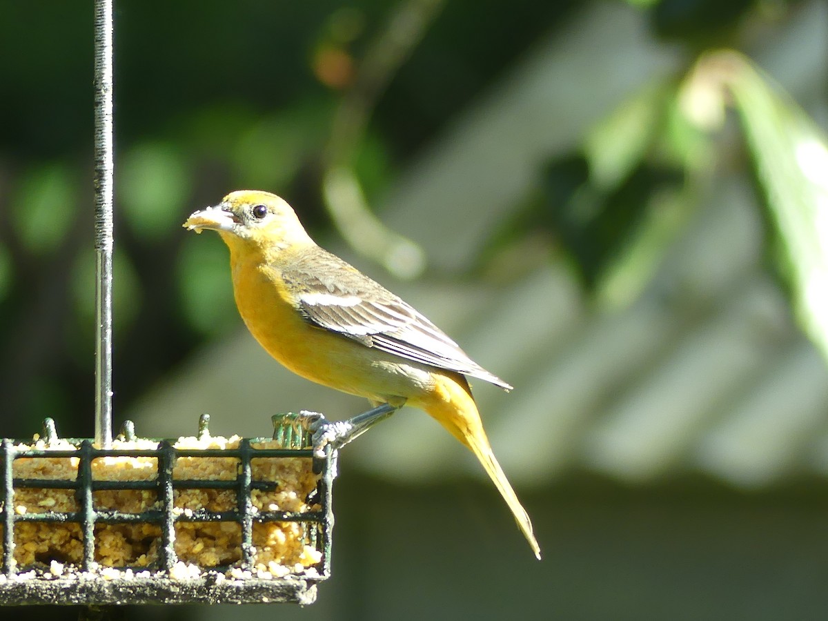 Baltimore Oriole - Wolfgang Adolph