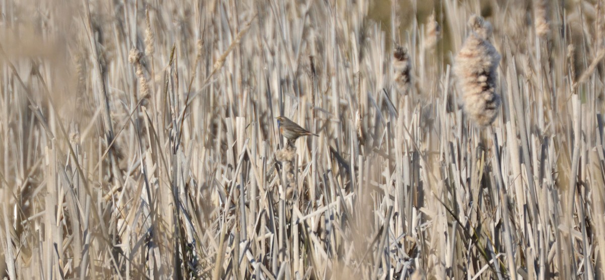 Blaukehlchen - ML151854451