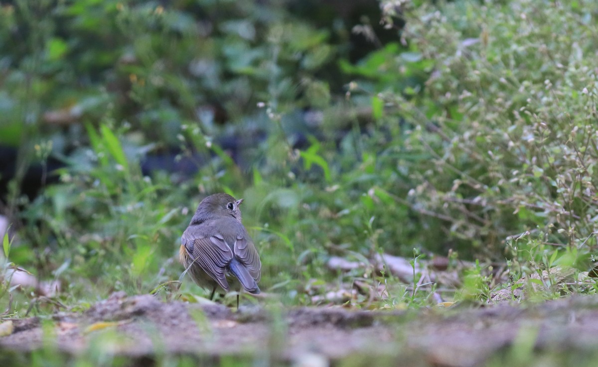 Red-flanked Bluetail - Allen Lyu