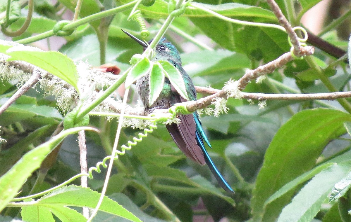 Long-tailed Sylph - William Adams